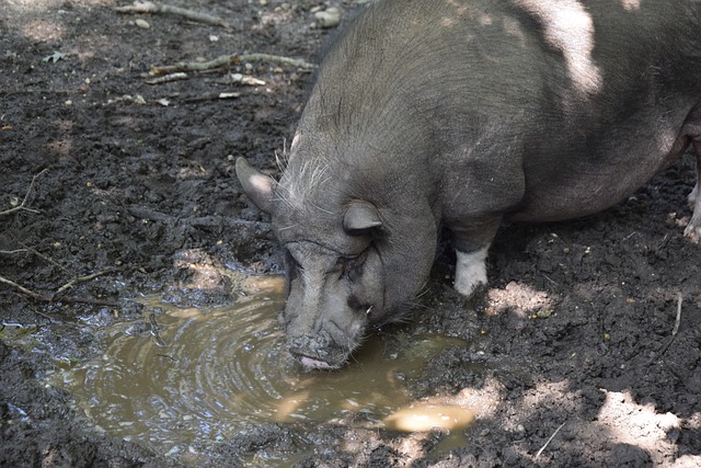 有战略性 有战略性